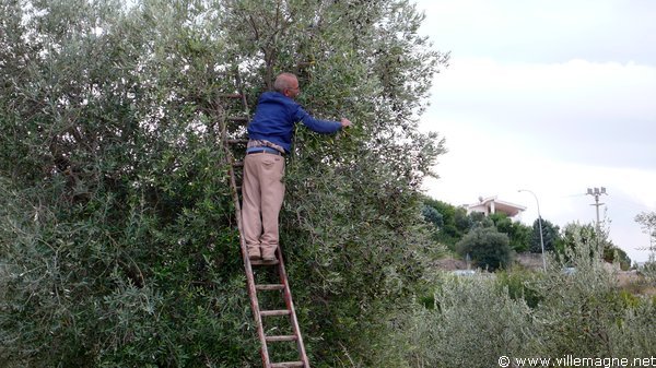 Taille des oliviers aux environs de Tarente Taille des oliviers aux environs de Tarente