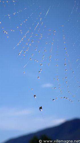 Toile d’araignée matinale - Entre Leonessa et Posta Toile d’araignée matinale - Entre Leonessa et Posta