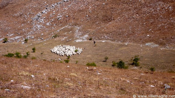 Troupeau sur le <em>Campo Imperatore</em>. <br /><br />Ce haut plateau constitua durant des siècles le pâturage d’été des troupeaux de moutons venant des Pouilles, de Campanie et du Latium Troupeau sur le <em>Campo Imperatore</em>. <br /><br />Ce haut plateau constitua durant des siècles le pâturage d’été des troupeaux de moutons venant des Pouilles, de Campanie et du Latium