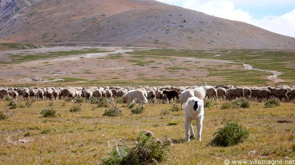 Troupeau sur le ‘Campo Imperatore’. Ce haut plateau constitua durant des siècles le pâturage d’été des troupeaux de moutons venant des Pouilles, de Campanie et du Latium Troupeau sur le ‘Campo Imperatore’. Ce haut plateau constitua durant des siècles le pâturage d’été des troupeaux de moutons venant des Pouilles, de Campanie et du Latium
