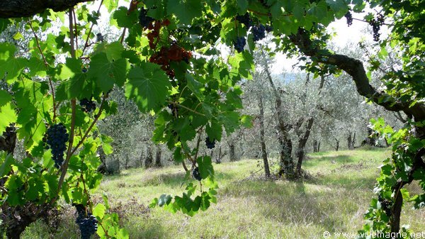 Vignes de Toscane dans les environs de San Gimignano