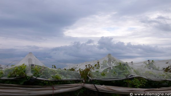 Vignes entre Statte et Massafra, au nord-est de Tarente Vignes entre Statte et Massafra, au nord-est de Tarente