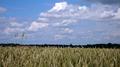 Les champs de blé en Brie - Entre Saint-Méry et Villefermoy