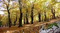 Parc national du Cilento - Châtaigneraies au-dessus de Felitto Parc national du Cilento - Châtaigneraies au-dessus de Felitto