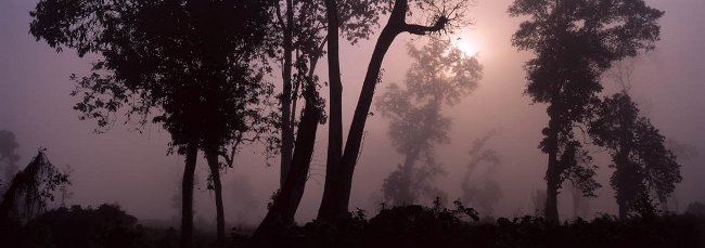 Aube à la lisière de la jungle - Parc national de Nameri-Assam - Inde