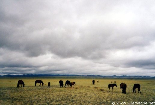 Pâturage dans la steppe Pâturage dans la steppe